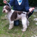 Rocki Rsr 11/141804 (Lucarelli) Born:16.04.2003 Parents: First Lir HD: A ED: 0 JE: Furnishing: Height: 46